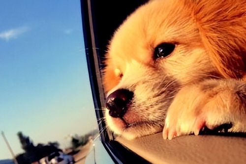 Ce dont les chiens ont peur 2