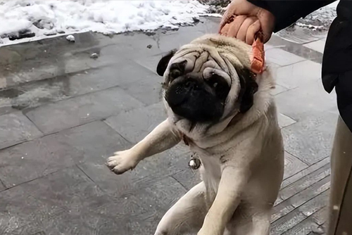 Ce dont les chiens ont peur 4