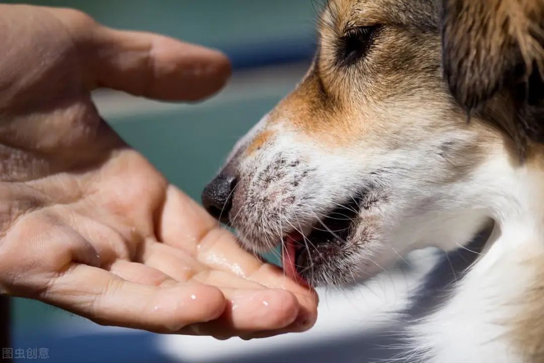 En quoi les chiens ressemblent-ils à votre comportement ? 3