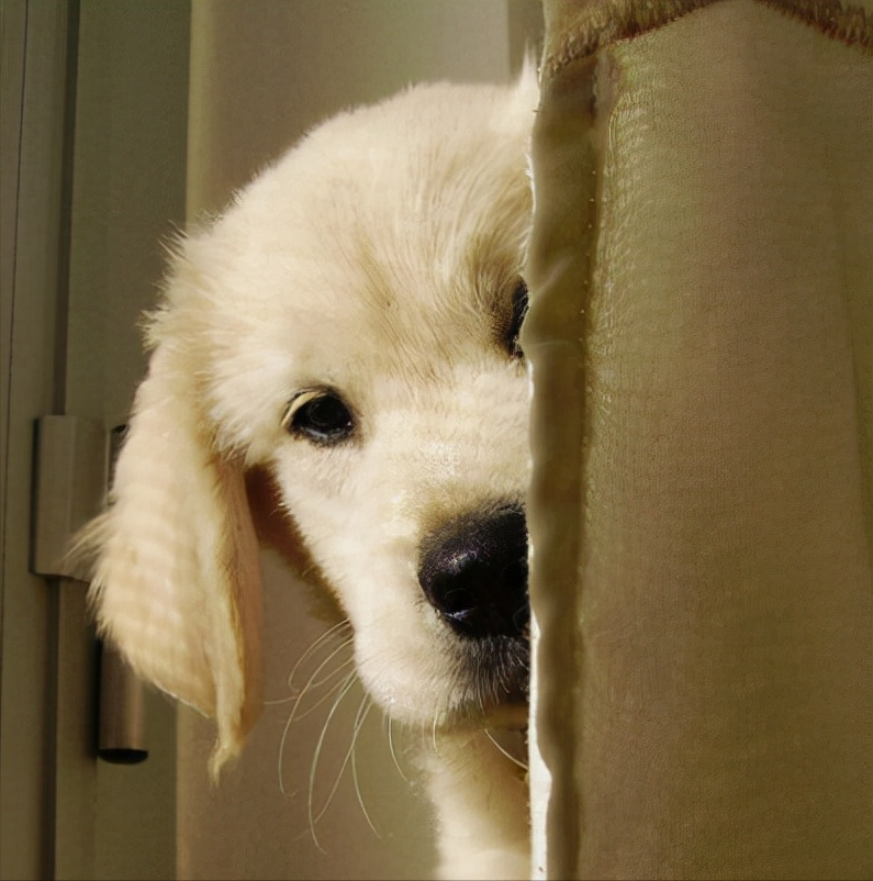 En quoi les chiens ressemblent-ils à votre comportement ? 2