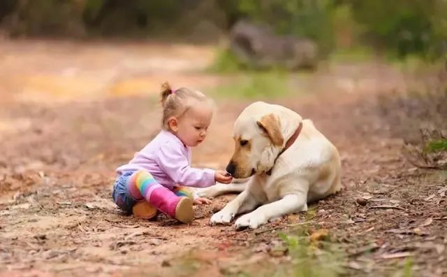 En quoi les chiens ressemblent-ils à votre comportement ? 7