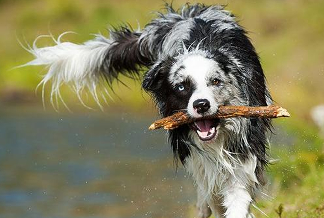 En quoi les chiens ressemblent-ils à votre comportement ? 5