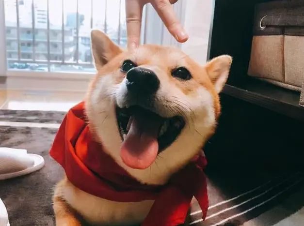 En quoi les chiens ressemblent-ils à votre comportement ? 1