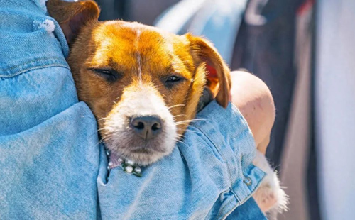 7 modi in cui i cani si prendono cura di te 7