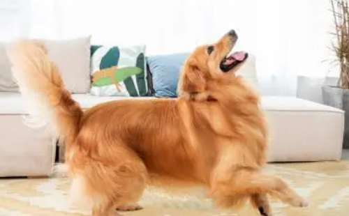 7 modi in cui i cani si prendono cura di te 6