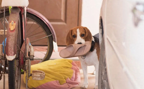 7 modi in cui i cani si prendono cura di te 3