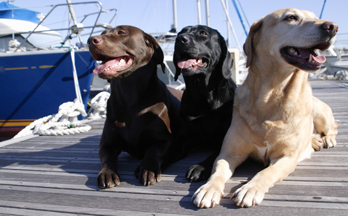 7 modi in cui i cani si prendono cura di te 4