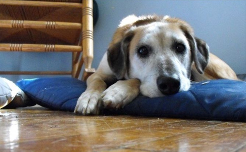 7 modi in cui i cani si prendono cura di te 2