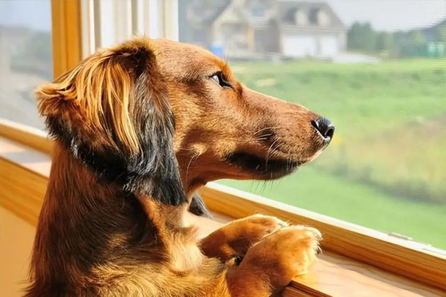 Comment installer ? Pourquoi les chiens aiment-ils toujours regarder par la fenêtre ? 3