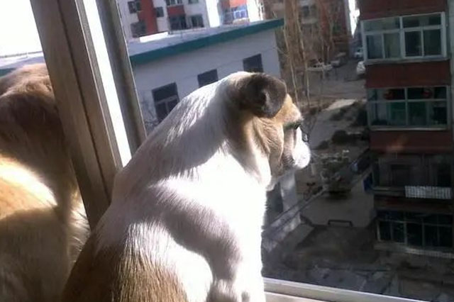 Comment installer ? Pourquoi les chiens aiment-ils toujours regarder par la fenêtre ? 5