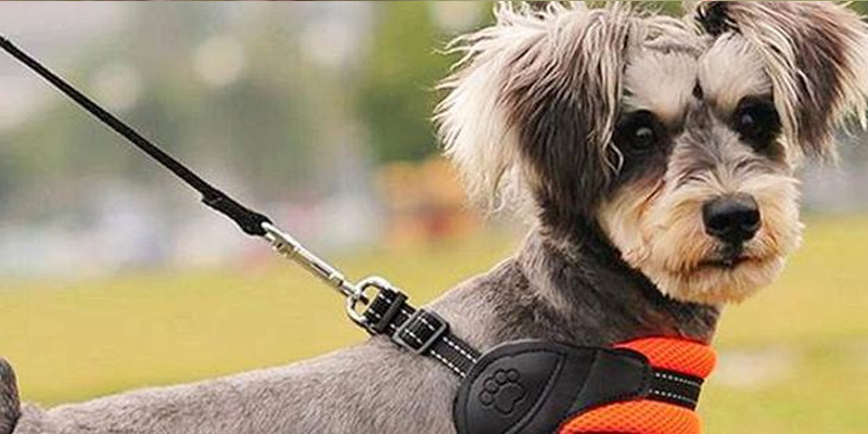 Twoje niezrozumienie obroży może również zaszkodzić psom 5