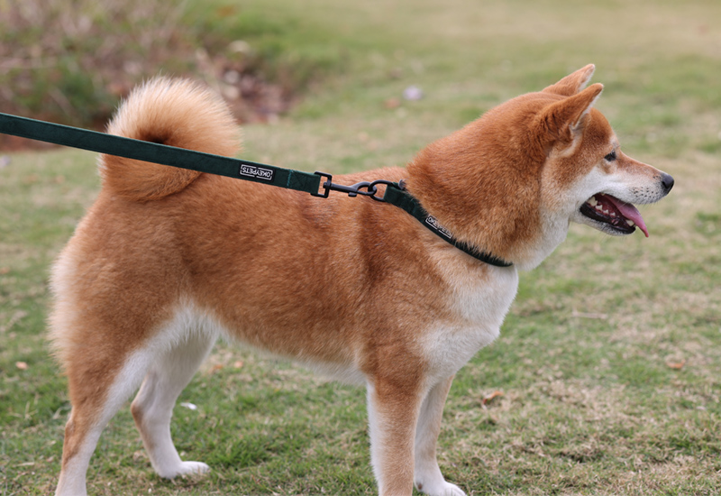 Twoje niezrozumienie obroży może również zaszkodzić psom 4