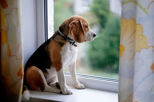 Comment installer ? Pourquoi les chiens aiment-ils toujours regarder par la fenêtre ? 2