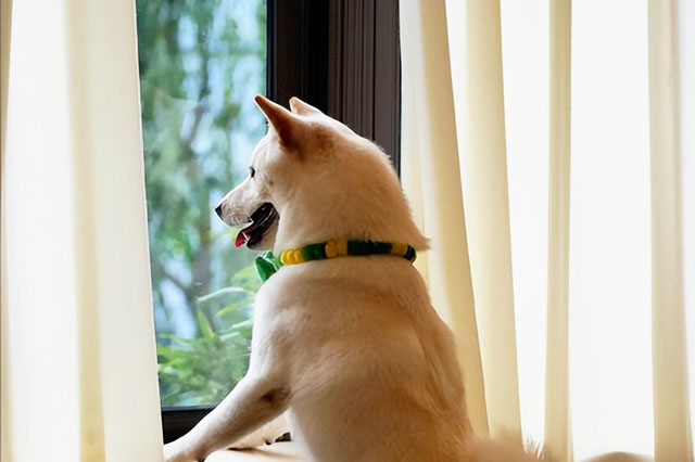 Comment installer ? Pourquoi les chiens aiment-ils toujours regarder par la fenêtre ? 6