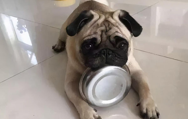 5 misconceptions about feeding dogs, are you still making mistakes? 5