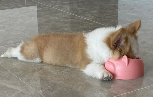 5 misconceptions about feeding dogs, are you still making mistakes? 3