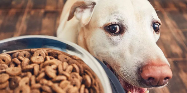 How to determine if dog food is fresh? 3
