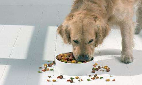 Les chiens mangent rapidement, ce qui peut provoquer des indigestions et même mettre leur vie en danger ! 4