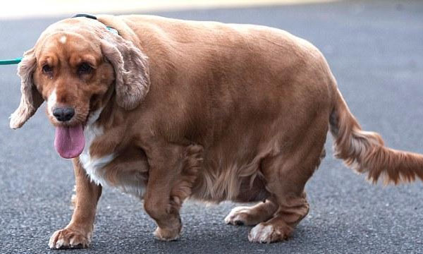 Les chiens mangent rapidement, ce qui peut provoquer des indigestions et même mettre leur vie en danger ! 3