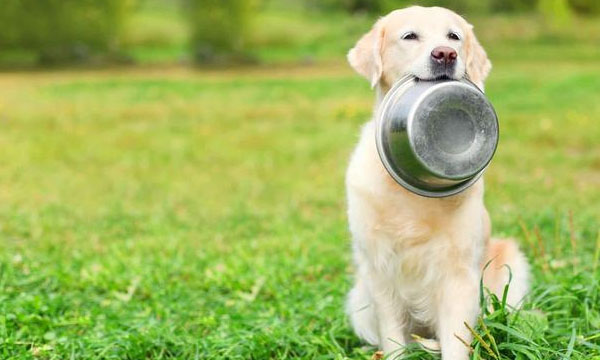 Les chiens mangent rapidement, ce qui peut provoquer des indigestions et même mettre leur vie en danger ! 2
