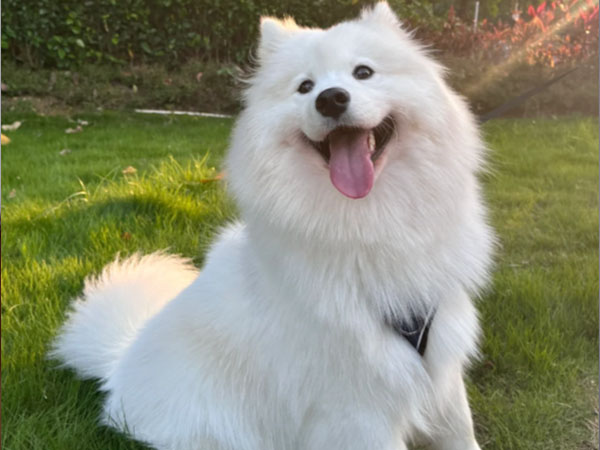 How many of the 6 signs of a healthy dog do your dog have? 2