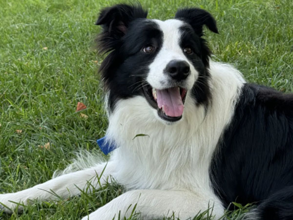 How many of the 6 signs of a healthy dog do your dog have? 5