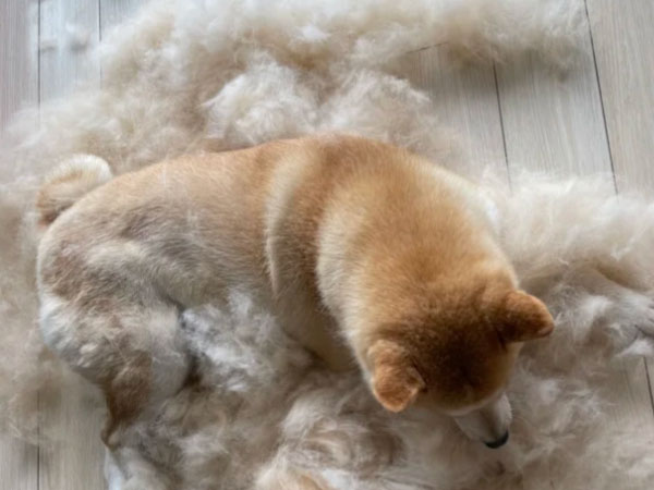 Why do dogs lose their hair crazily? 4