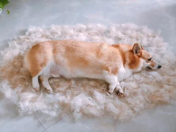 Why do dogs lose their hair crazily? 5