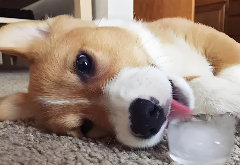 Symptomer og behandlingsmetoder for heteslag hos hunder 1