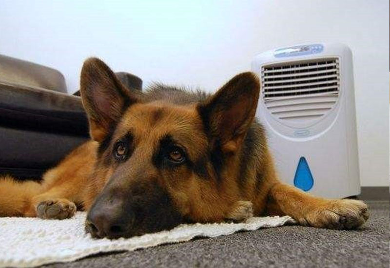 Symptomer og behandlingsmetoder for heteslag hos hunder 3