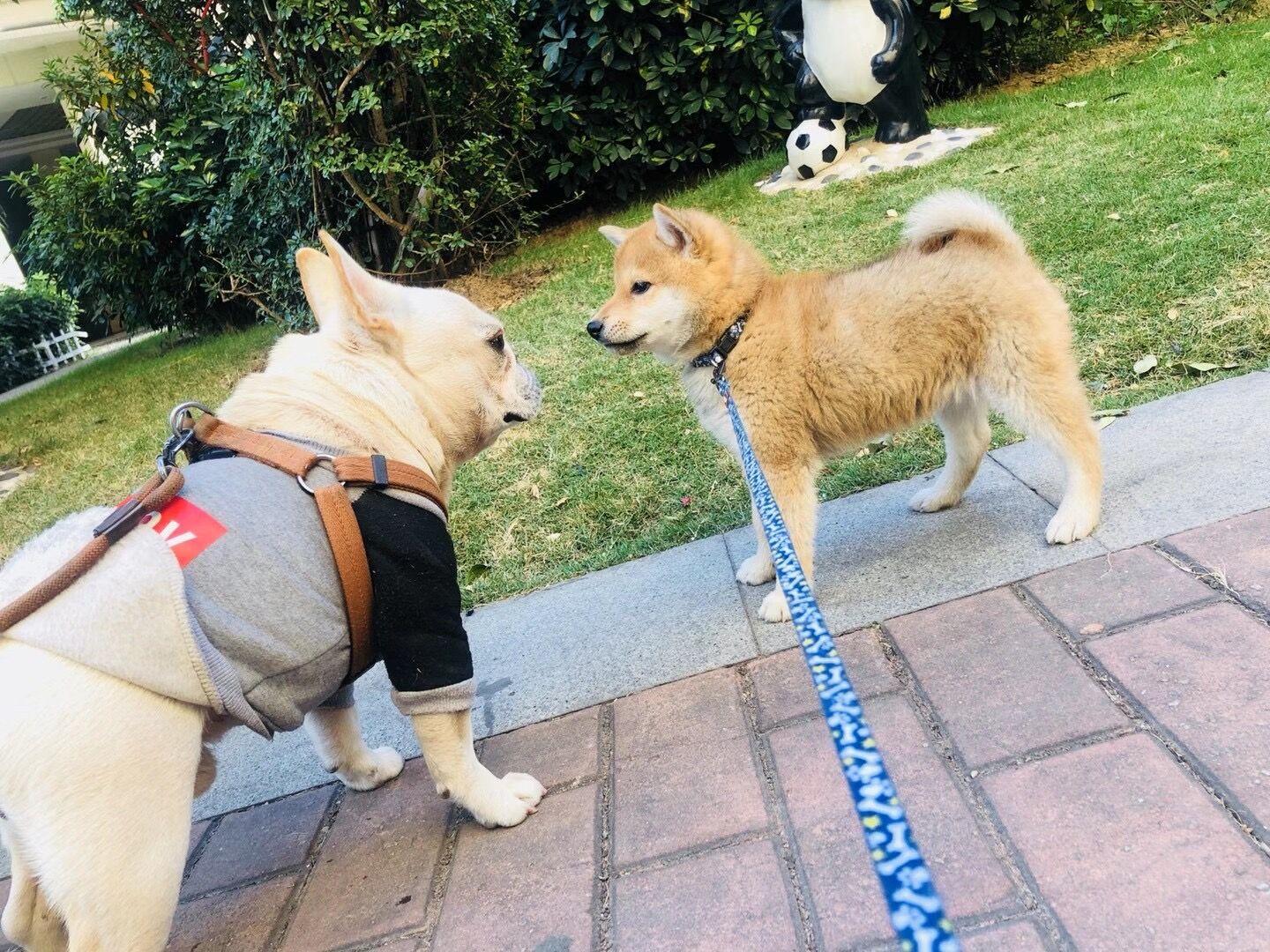 Hundeutstyr: Det beste hundebåndet for hunden din 2