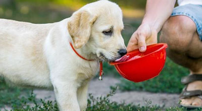 6 types d'eau : Chien, ne les touchez pas 6