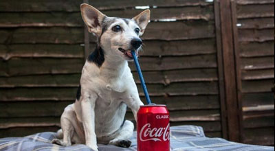 6 types d'eau : Chien, ne les touchez pas 3