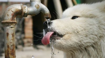 6 types d'eau : Chien, ne les touchez pas 1