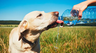 6 types d'eau : Chien, ne les touchez pas 2