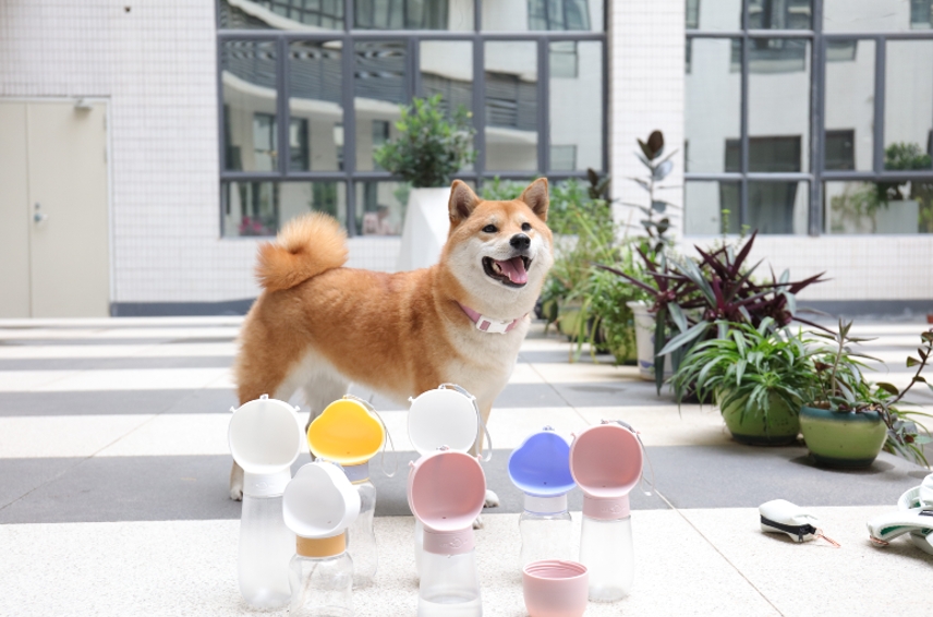 Comment garder votre chien au frais cet été ? 9