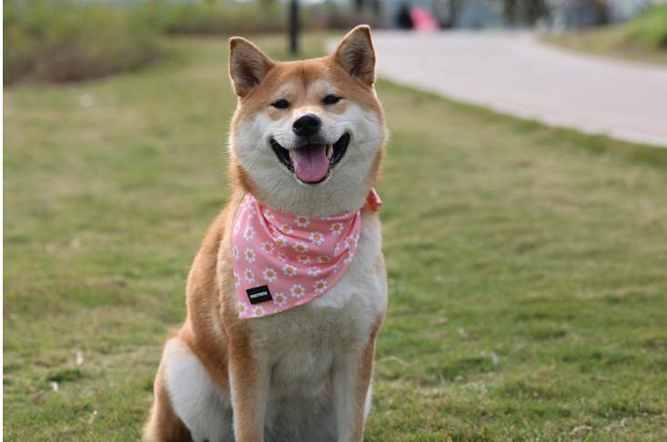 Comment garder votre chien au frais cet été ? 10