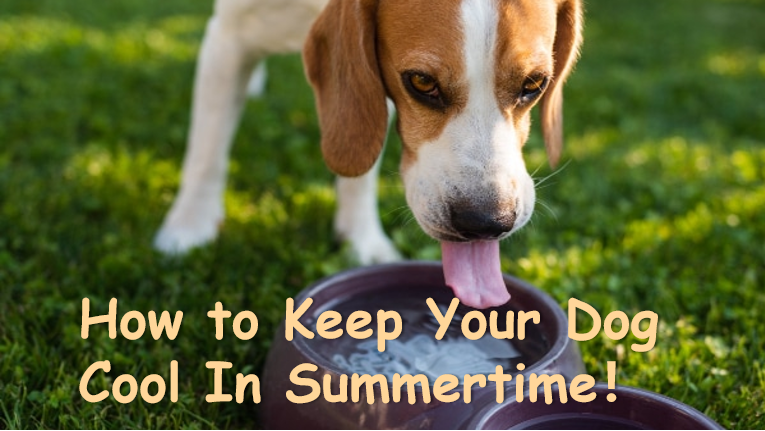 Comment garder votre chien au frais cet été ? 1