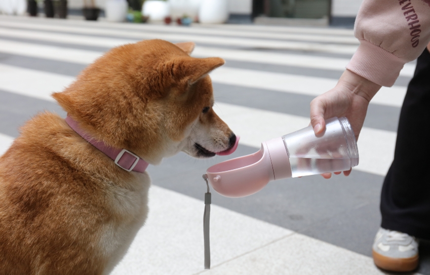 Comment garder votre chien au frais cet été ? 2