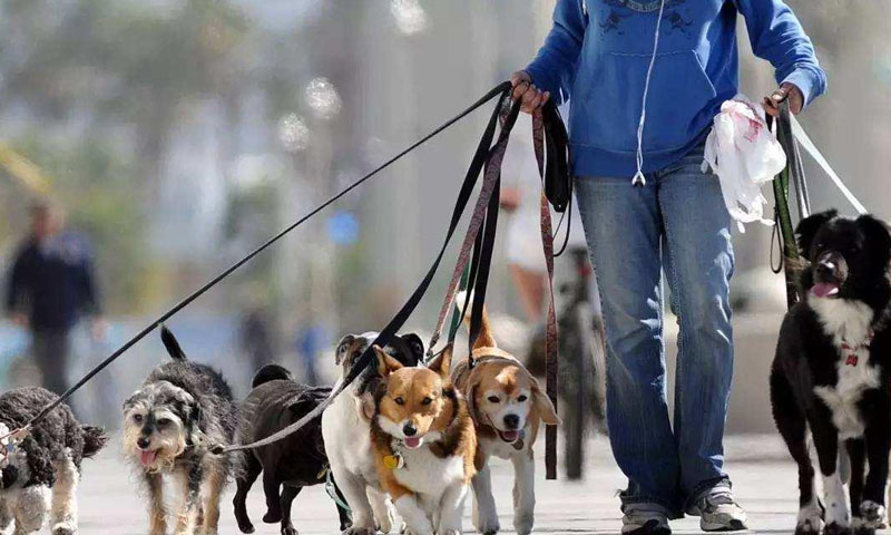 6 cara yang salah untuk membawa anjing anda berjalan-jalan!! 6