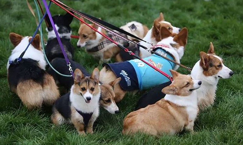 6 cara yang salah untuk membawa anjing anda berjalan-jalan!! 7