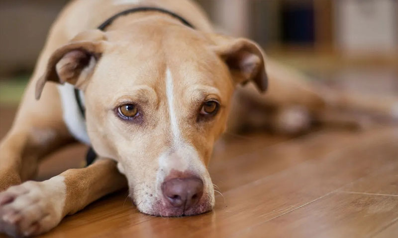5 scents that dogs dislike, don't let them suffer! 2