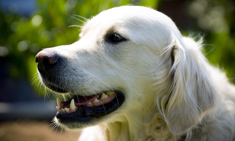 5 scents that dogs dislike, don't let them suffer! 4