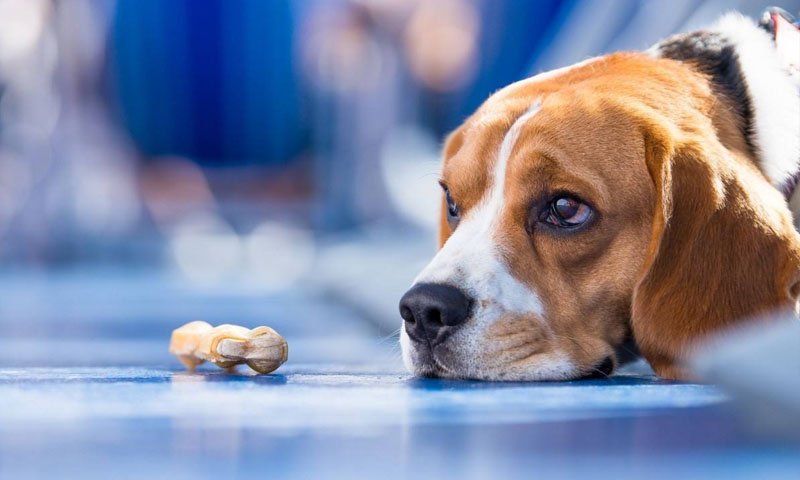 5 scents that dogs dislike, don't let them suffer! 3