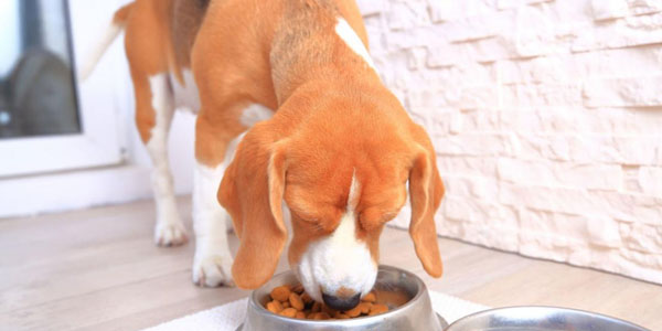 Do You Know About Dog Diet Knowledge ? 1