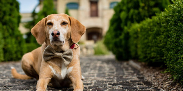 Do You Know About Dog Diet Knowledge ? 4