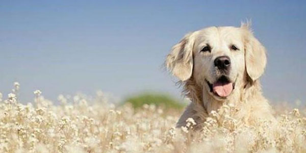 Do You Know About Dog Diet Knowledge ? 2