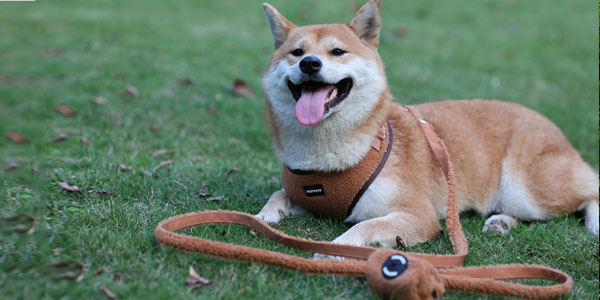 Do You Know About Dog Diet Knowledge ? 3