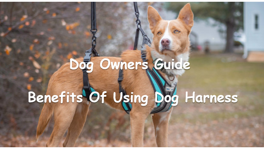 Na Buntáistí a bhaineann le hÚim Madraí 1