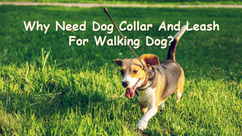 Pourquoi a-t-on besoin d'un collier et d'une laisse pour promener son chien ? 1